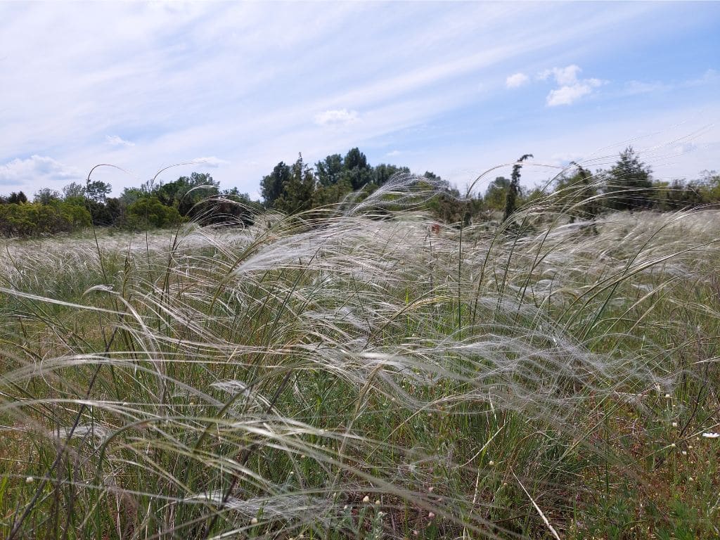 Homoki árvalányhaj – a homokpuszták jellegzetes védett növénye Homoki árvalányhaj (Stipa borysthenica) – homokpusztai élőhely a Soroksári Botanikus Kertben