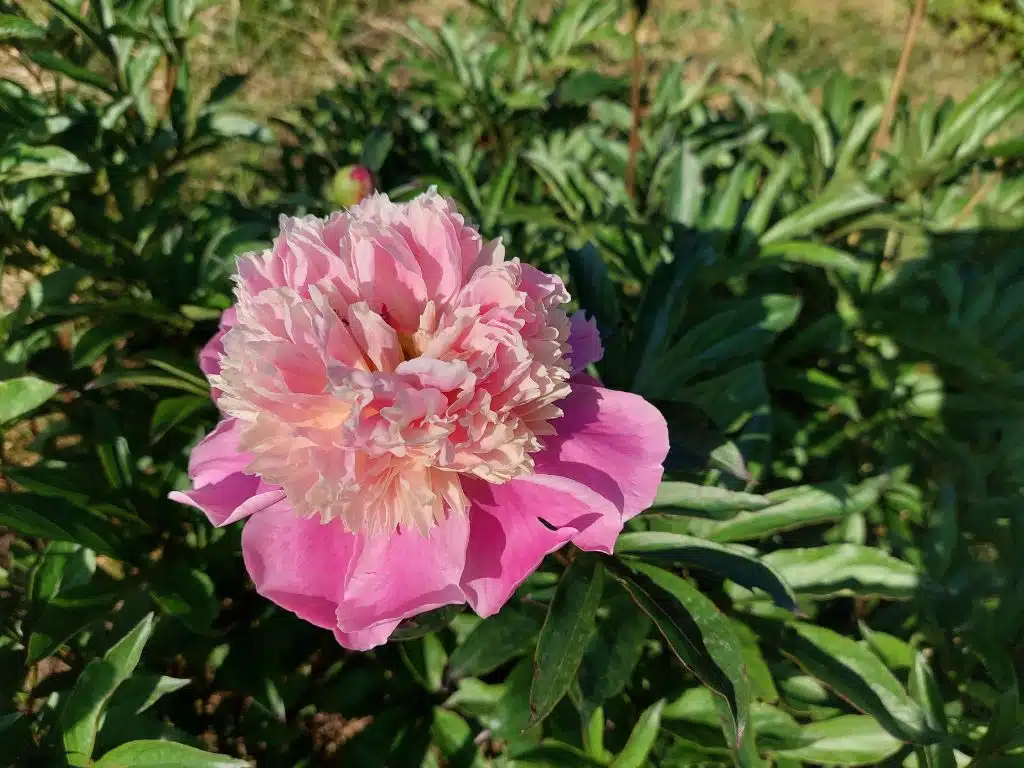 Paeonia lactiflora – bazsarózsa gyűjtemény a Soroksári Botanikus kertben 2 Bazsarózsa gyűjtemény – Soroksári Botanikus Kert