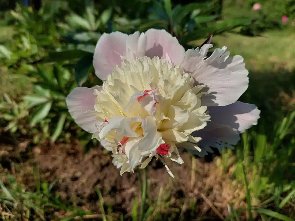 Paeonia lactiflora – bazsarózsa gyűjtemény a Soroksári Botanikus kertben 3 Virágzó bazsarózsák – Soroksári Botanikus Kert