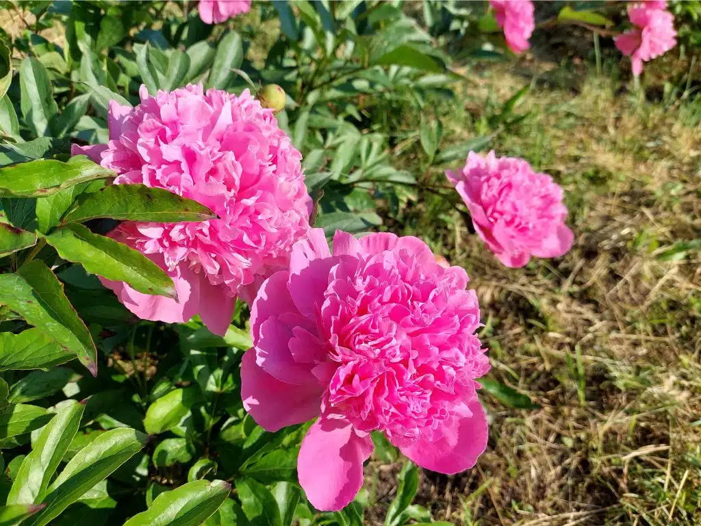 Paeonia lactiflora – bazsarózsa gyűjtemény a Soroksári Botanikus kertben Paeonia lactiflora – bazsarózsa gyűjtemény a Soroksári Botanikus kertben