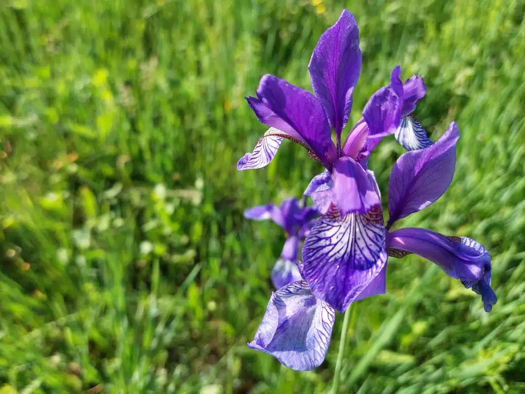Szibériai nőszirom - Iris sibirica Szibériai nőszirom (Iris sibirica) – ritka védett növény a Soroksári Botanikus Kert lápréti élőhelyén
